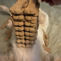 Jenga met Golden Retriever