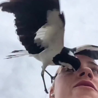 Vogel in je oog
