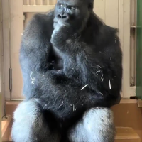 Gorilla Kiyomasa heeft net ruzie gehad met z'n vriend