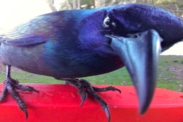 GRUMPY memes full of Late night Dad Jokes