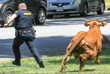 Daily Morning Awesomeness