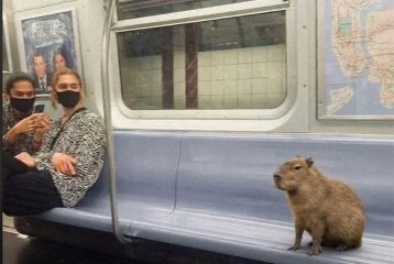 Daily Afternoon Randomness