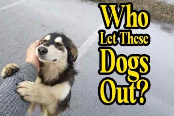 Who Let These Dogs Out?