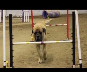 Mastiff doet mee aan hondensport