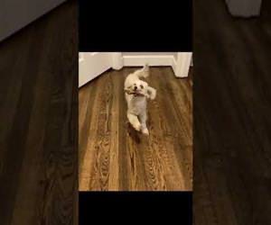 Een blij dansend hondje