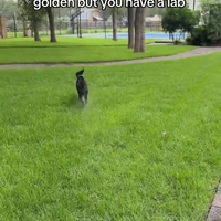 Spelen met je golden retriever