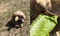 Schildpad krijgt snack tijdens paren en het internet gaat stuk
