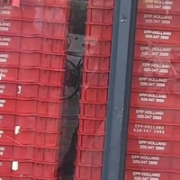 Miepsie in de New York Pizza Rotterdam
