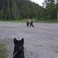 Grizzlybeer wil spelen