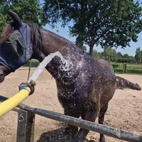 Paardjes hebben het ook warm