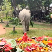 Olifant is jarig