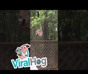 Wasbeer Doorstaat Orkaanwinden voor Eten