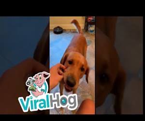 Slimme Hond helpt een Sandwich Maken