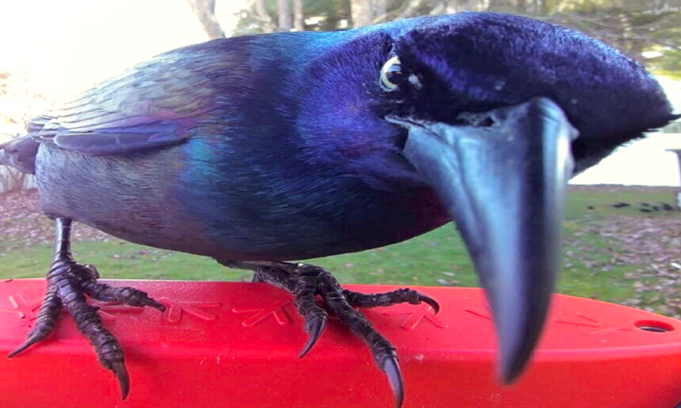 CHAGRYNIGE memes vol met Late Nacht Vader Grappen